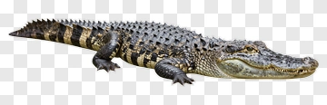 Alligator With Black And Yellow Pattern PNG