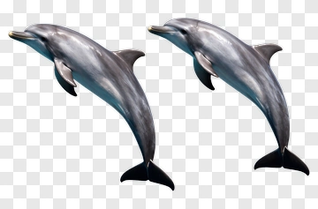 Two Dolphins Jumping PNG