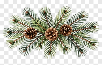 Pine Branch With Pine Cones PNG