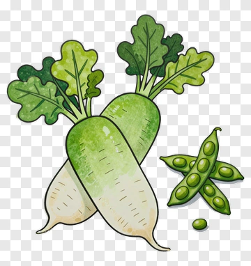 Radish And Green Pea PNG