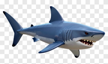 Shark PNG
