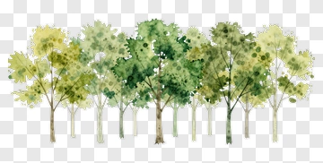 Watercolor Trees PNG