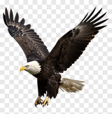 Eagle In Flight PNG