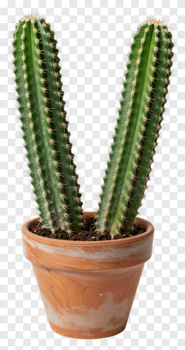 Two Cacti In A Terra Cotta Pot PNG