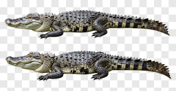 Two Crocodiles Side By Side PNG