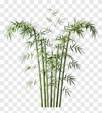 Bamboo PNG