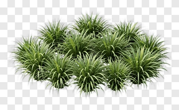 Clump Of Green Grass PNG