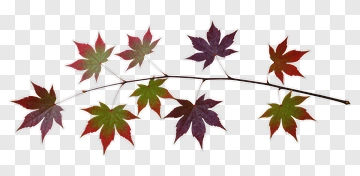 Maple Branch With Autumn Leaves PNG