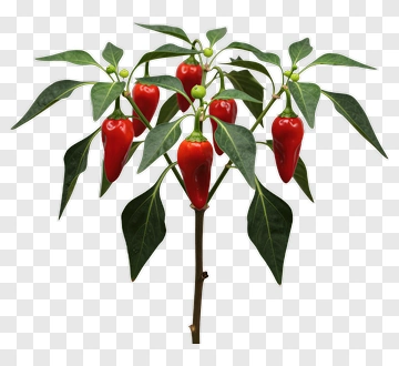 Chili Pepper Plant With Red Peppers PNG