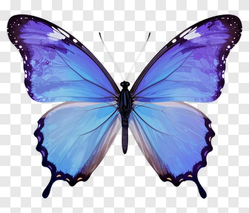 Blue And Purple Butterfly PNG