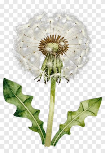 Dandelion Seed Head With Leaves PNG