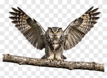 Owl With Spread Wings PNG