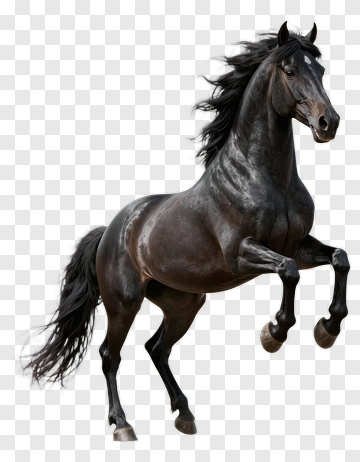 Black Horse In Motion PNG