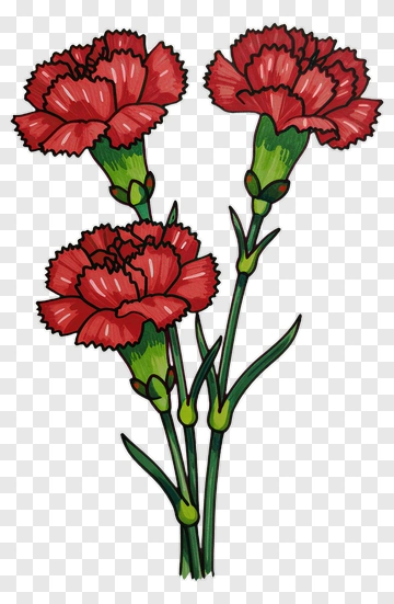 Red Carnation Bouquet PNG