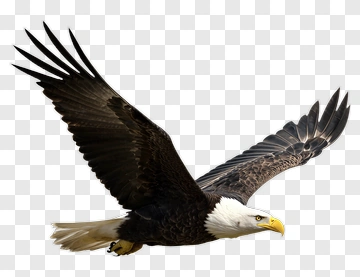 Bald Eagle Soaring In Flight PNG