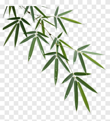 Bamboo Leaf Branch PNG