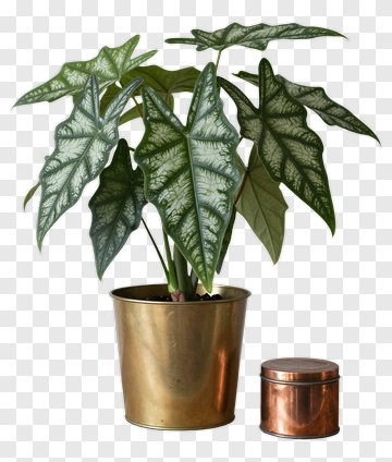 Leafy Houseplant In Gold Pot PNG