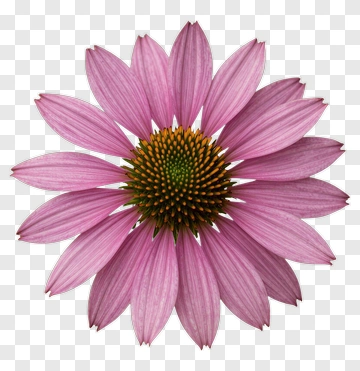 Pink Coneflower PNG