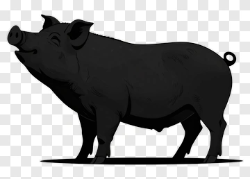 Black Pig Illustration PNG