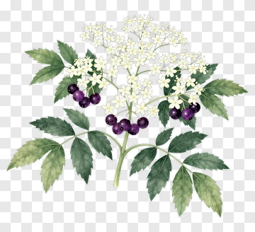Elderberry Flower And Berry PNG