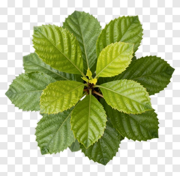 Top View Of A Green Leafy Plant PNG