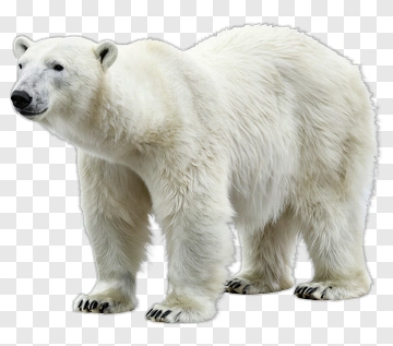 Polar Bear PNG