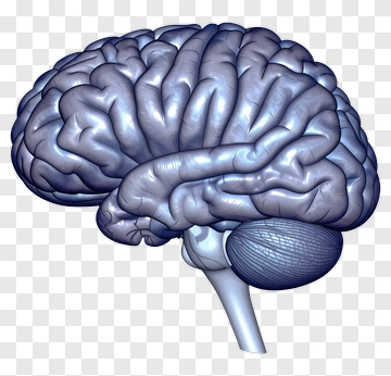 Human Brain 3D Model PNG