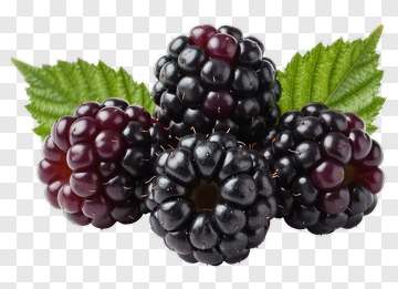 Cluster Of Blackberries With Leaves PNG