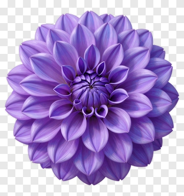Purple Dahlia PNG