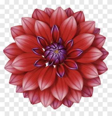 Red And Purple Dahlia Flower PNG