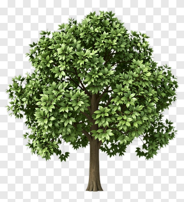 Tree With Dense Green Leaves PNG
