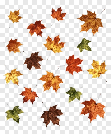 Autumn Maple Leaves PNG