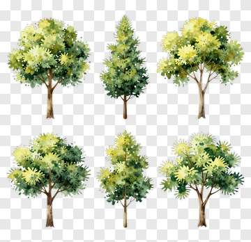 Watercolor Trees PNG