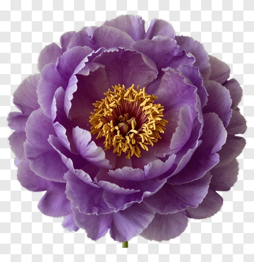 Purple Peony In Full Bloom PNG