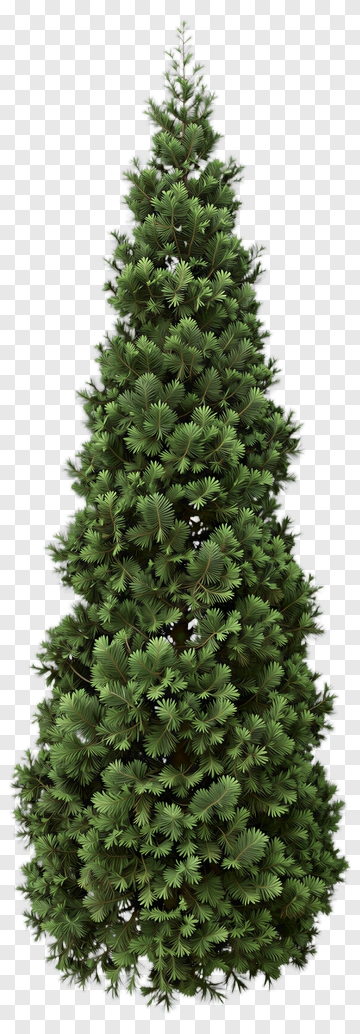 Tall Pine Tree PNG
