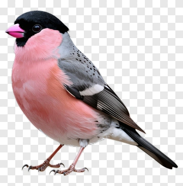 Pink And Black Bird PNG