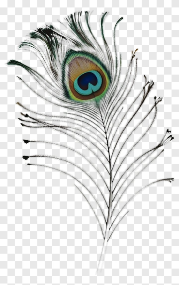 Peacock Feather PNG