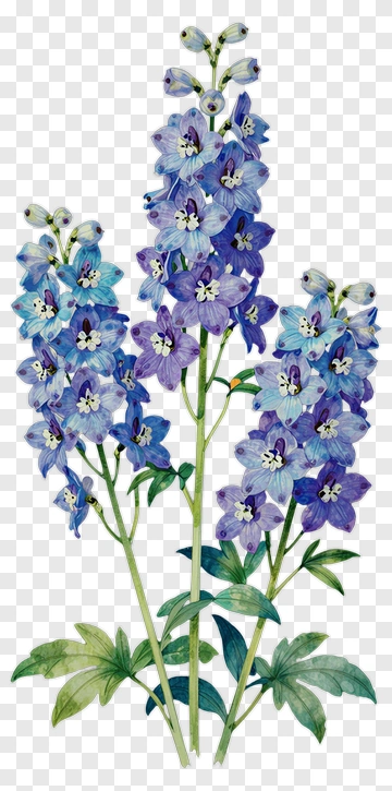 Delphinium Botanical Illustration PNG
