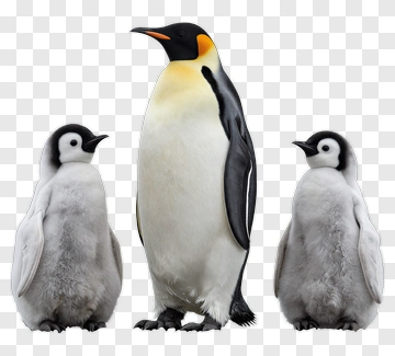 King Penguin With Chicks PNG