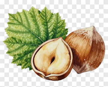 Hazelnut And Leaf Watercolor Illustration PNG