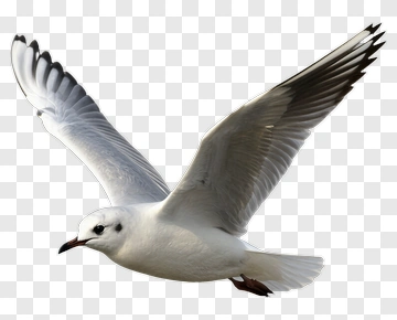 Flying Seagull PNG
