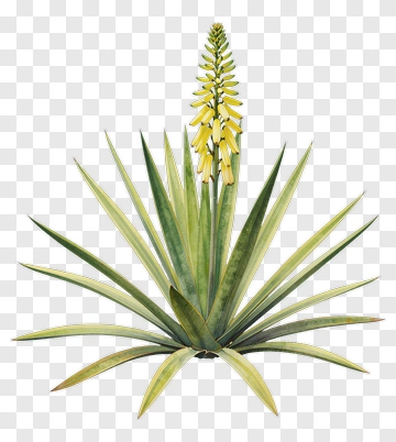 Spiky Leaf Plant With Yellow Flower PNG
