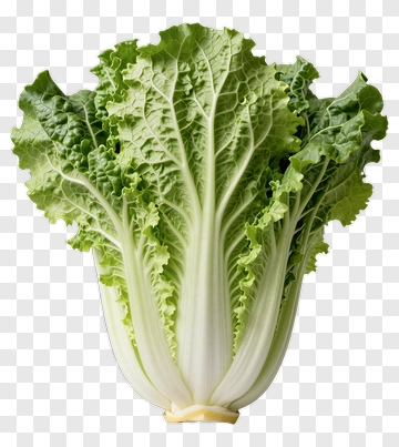 Chinese Cabbage PNG