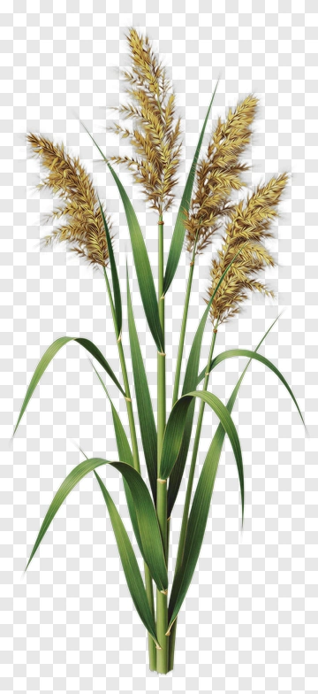 Reeds With Flowering Heads PNG