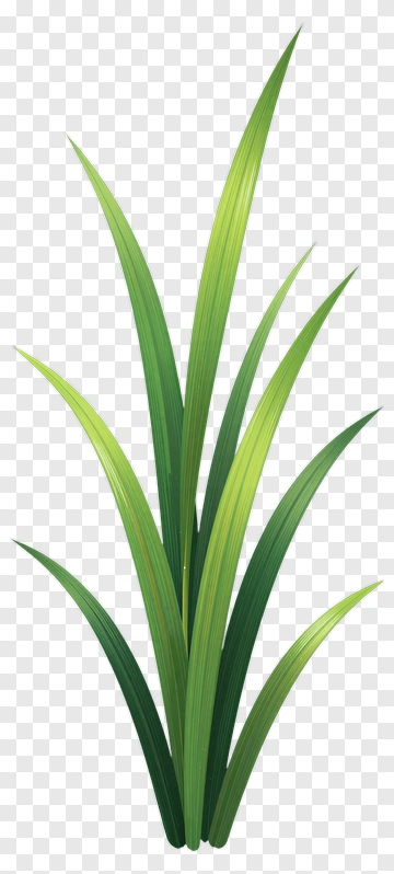 Green Grass Blades PNG
