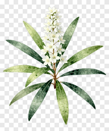 Watercolor Flower And Leaf PNG