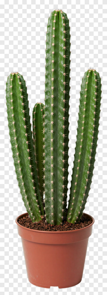 Green Cactus In Pot PNG