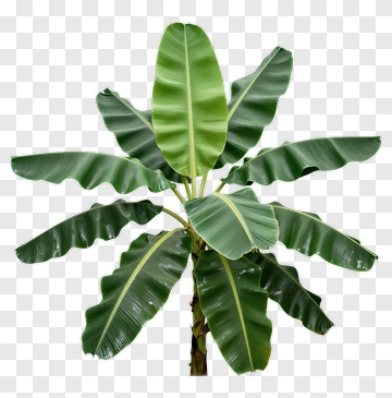 Banana Plant With Large Green Leaves PNG