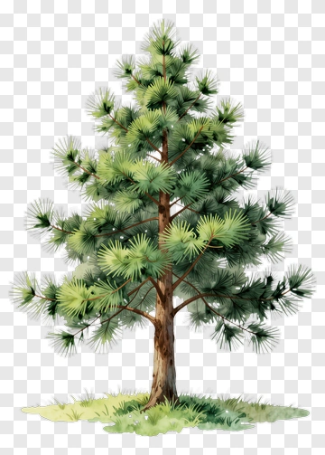 Watercolor Pine Tree PNG