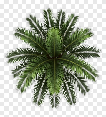 Top View Of A Palm Tree PNG